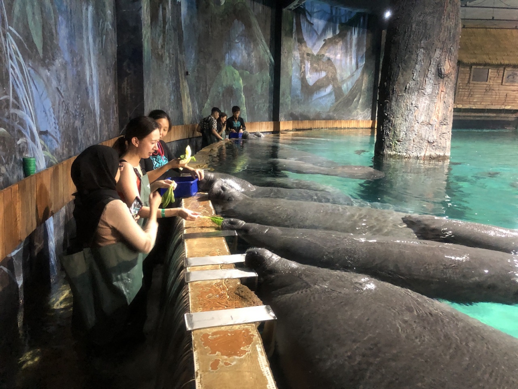 #PamperMyTravels: Feeding Manatees & Other Exciting Things You Could Do At River Safari Singapore