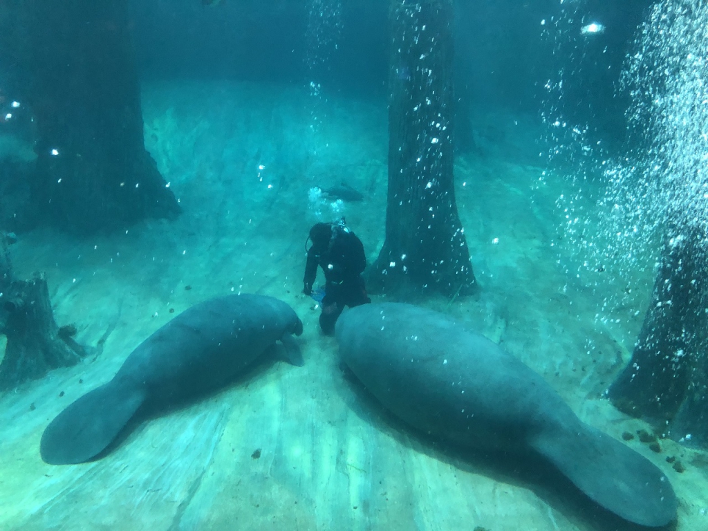 The aquarist has to bring a bag filled with baby carrots to distract the curious and playful manatees when they have to clean the aquarium.