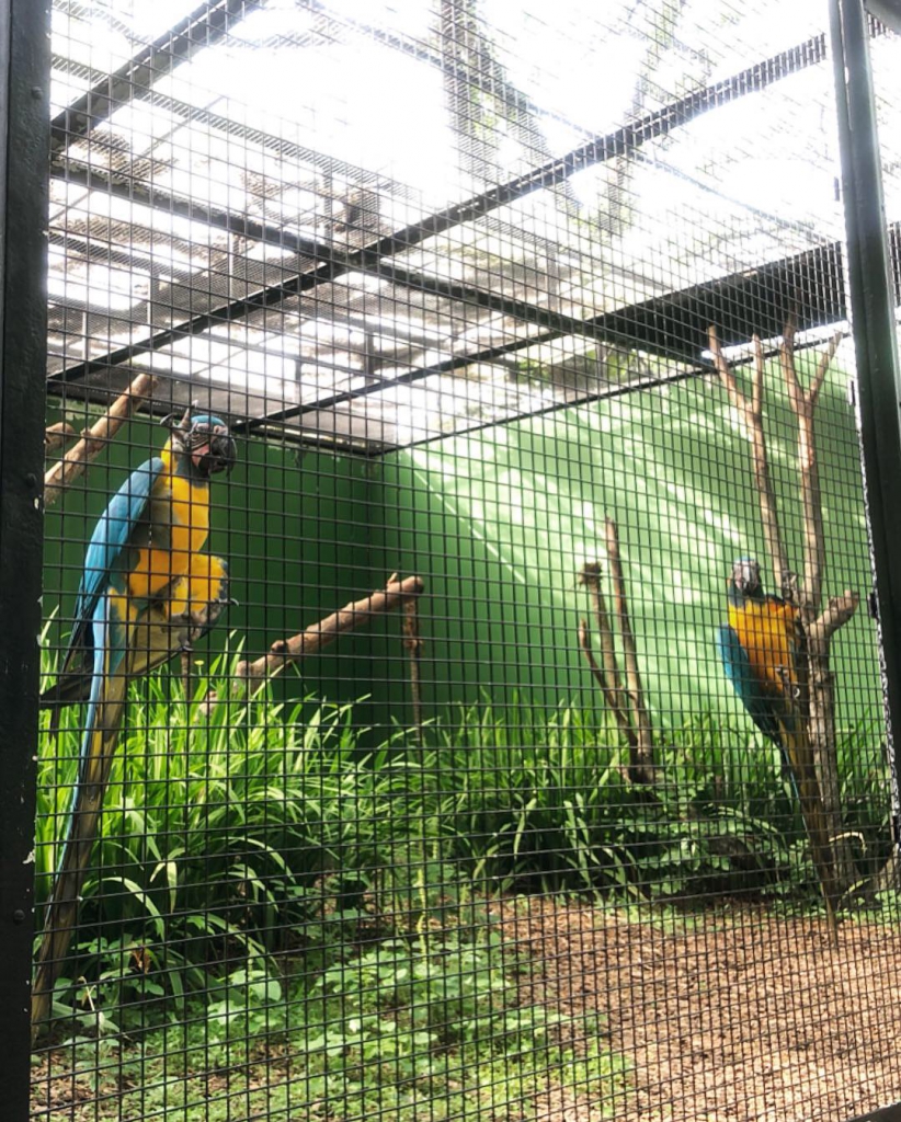 #PamperMyTravels: Prepare To Be Amazed By The Intelligent Birds At Jurong Bird Park