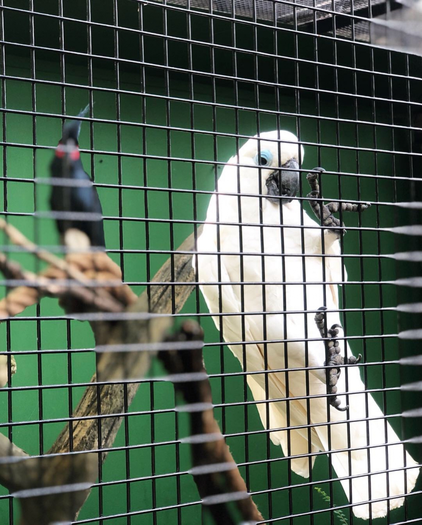 #PamperMyTravels: Prepare To Be Amazed By The Intelligent Birds At Jurong Bird Park