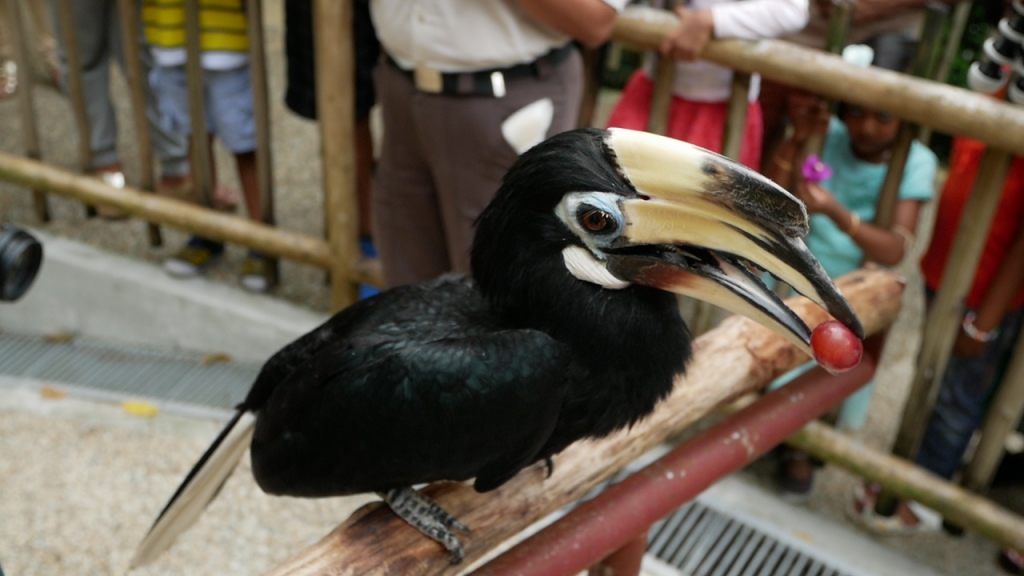 Sally the Hornbill was so cute and smart!