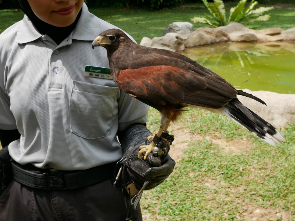 #PamperMyTravels: Prepare To Be Amazed By The Intelligent Birds At Jurong Bird Park