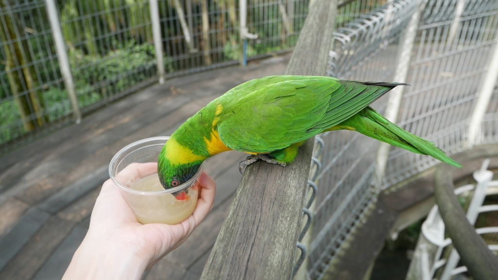 #PamperMyTravels: Prepare To Be Amazed By The Intelligent Birds At Jurong Bird Park