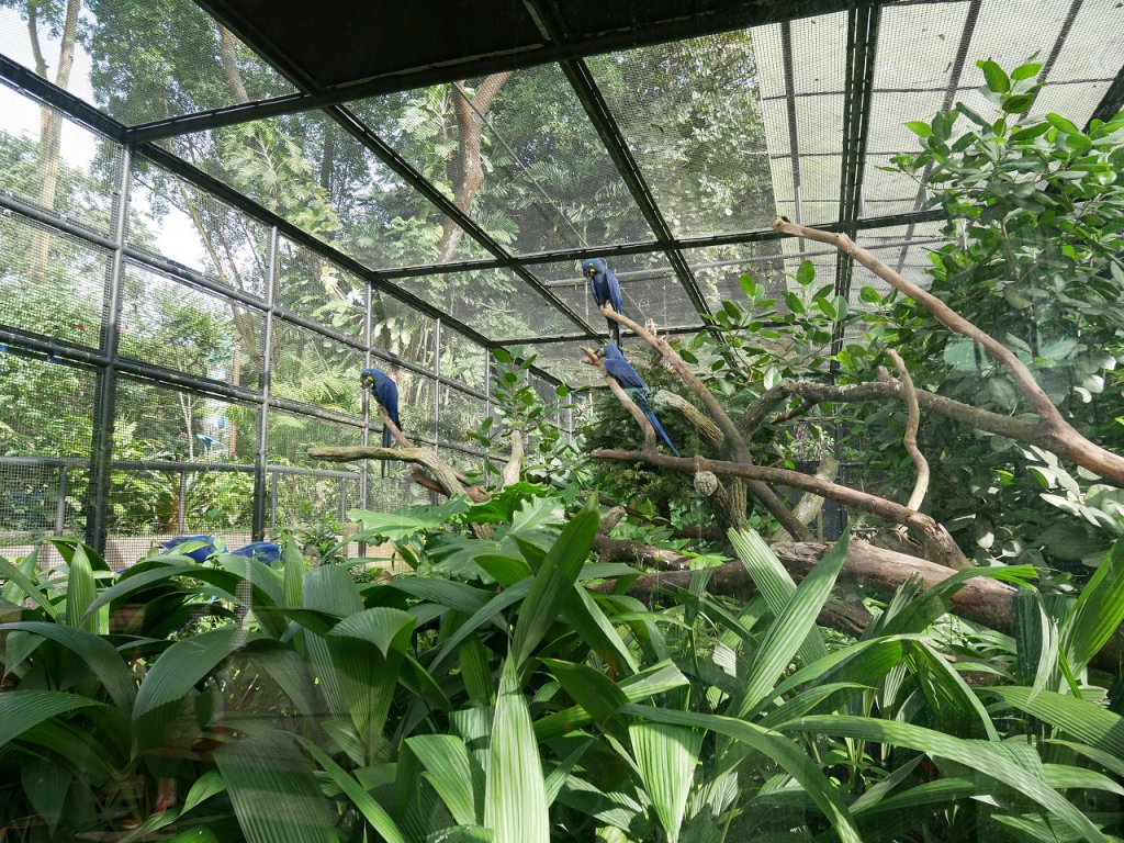 #PamperMyTravels: Prepare To Be Amazed By The Intelligent Birds At Jurong Bird Park