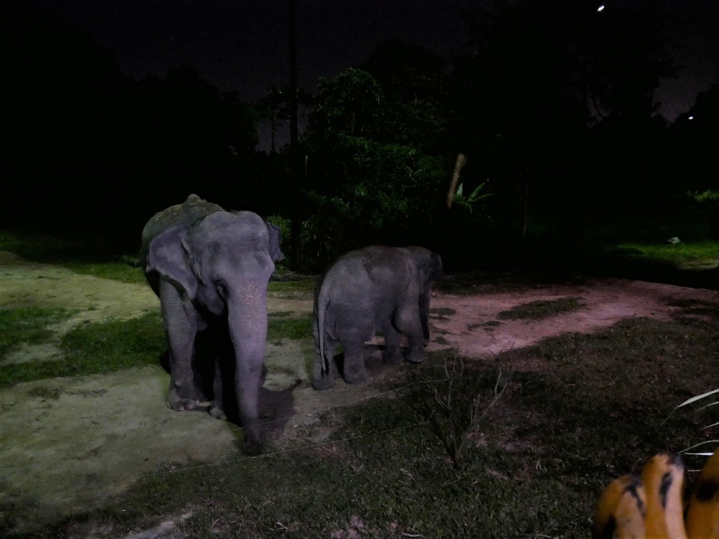 #PamperMyTravels: Roaming Wild & Free At The Night Safari