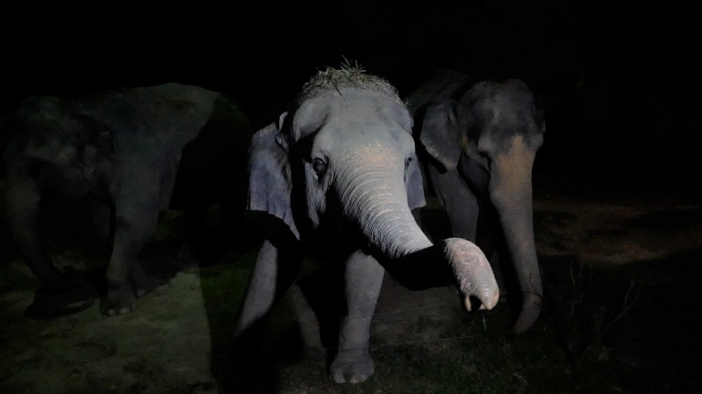 #PamperMyTravels: Roaming Wild & Free At The Night Safari