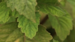 _Givaudan_Patchouli (3)